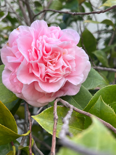 Distance Reiki Session