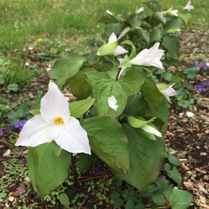 Herbal Medicine Holistic Health Consultation